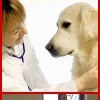 Ветеринарный центр Атлант на проекте Nsk.vetspravka.ru Ветеринарный центр Атлант на проекте Nsk.vetspravka.ru