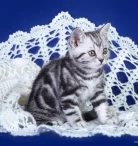 Питомник британских кошек Marvelous Stripe Фото 5 на проекте Nsk.vetspravka.ru