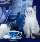 Питомник британских кошек Marvelous Stripe Фото 7 на проекте Nsk.vetspravka.ru