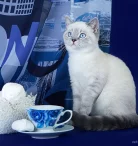 Питомник британских кошек Marvelous Stripe Фото 6 на проекте Nsk.vetspravka.ru