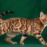 Питомник сервалов и бенгальских кошек Amaty Cay Фото 2 на проекте VetSpravka.ru