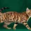 Питомник сервалов и бенгальских кошек Amaty Cay Фото 2 на проекте Nsk.vetspravka.ru